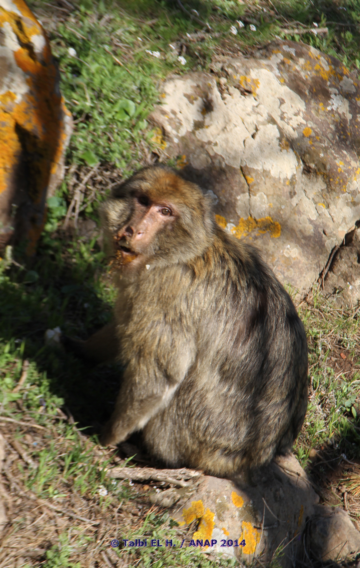 Macaques 1